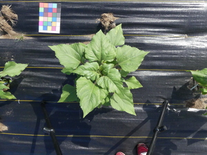 planttop