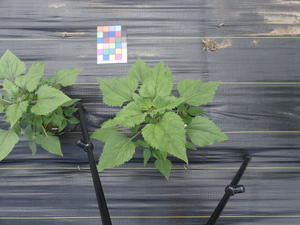 planttop