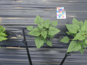 planttop