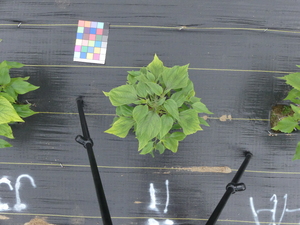 planttop