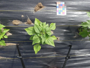 planttop