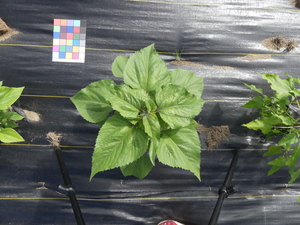 planttop
