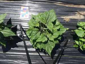 planttop