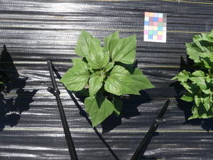 planttop