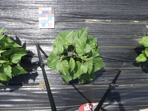 planttop
