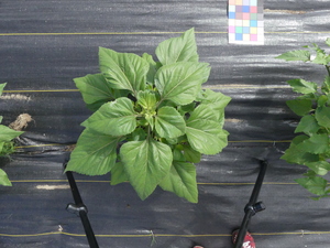 planttop