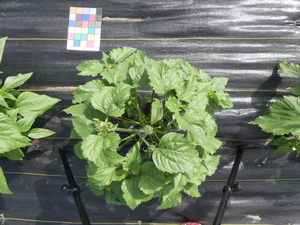 planttop