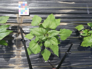 planttop