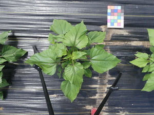 planttop
