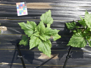 planttop