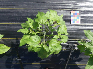 planttop