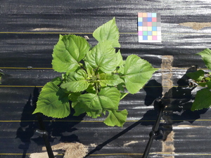 planttop