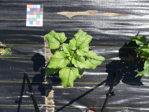 planttop