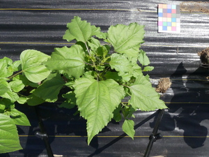 planttop