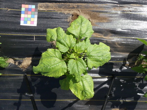 planttop