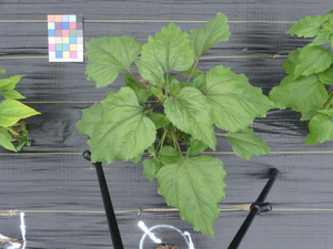 planttop