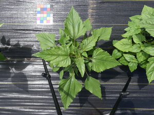 planttop