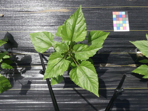 planttop