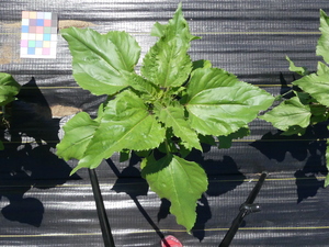 planttop
