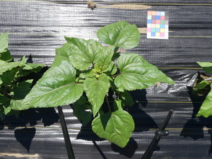 planttop