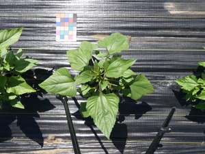 planttop