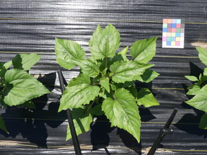planttop