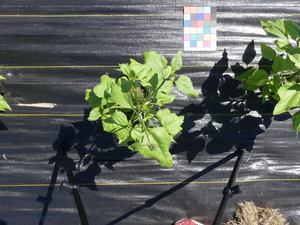planttop