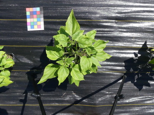planttop