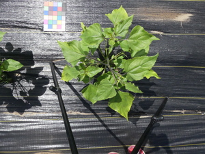 planttop