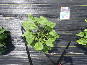 planttop