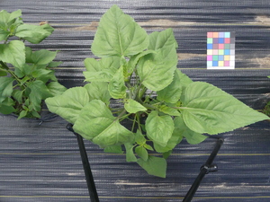 planttop