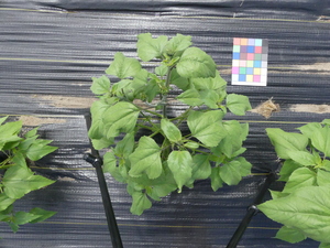 planttop