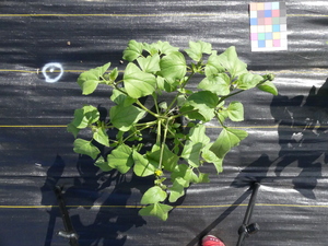 planttop