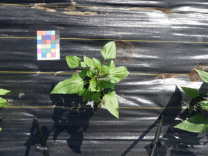 planttop