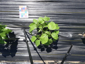 planttop