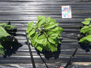 planttop