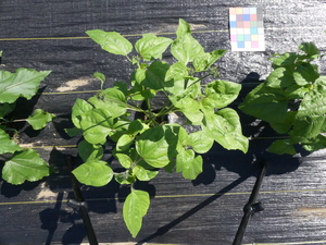 planttop
