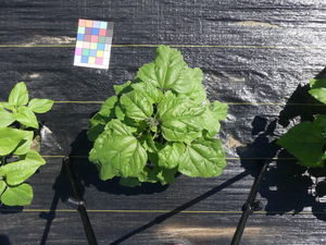 planttop