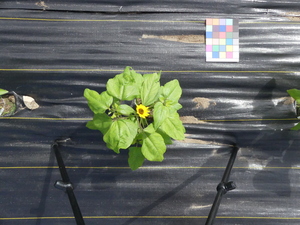 planttop