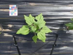 planttop