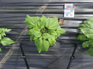 planttop