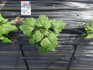 planttop