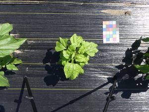 planttop