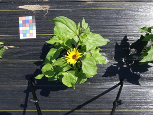 planttop