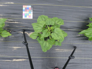 planttop