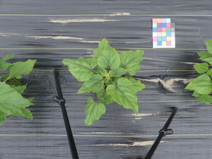 planttop