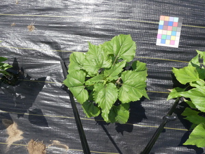 planttop