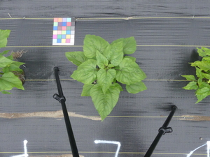 planttop