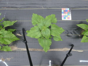 planttop