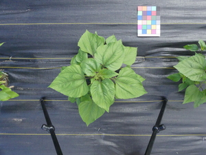 planttop